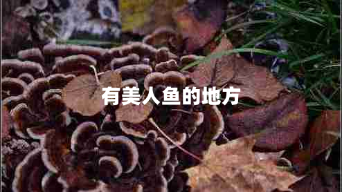 有美人魚(yú)的地方