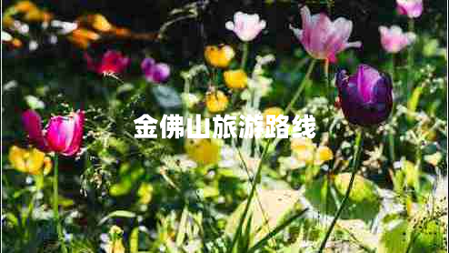 金佛山旅游路線(xiàn)
