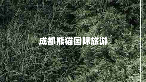 成都熊貓國際旅游 成都熊貓國際旅游