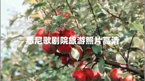 悉尼歌劇院旅游照片高清