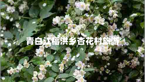 青白江福洪鄉杏花村旅游