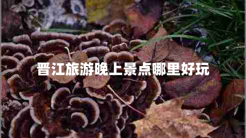 晉江旅游晚上景點(diǎn)哪里好玩