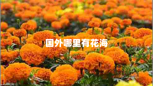 國外哪里有花海