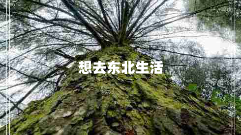 想去東北生活