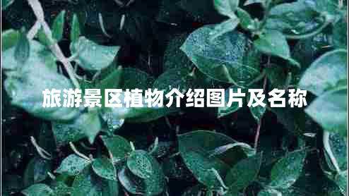 旅游景區植物介紹圖片及名稱(chēng)