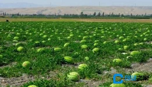 西瓜種植方法和技術(shù)分享