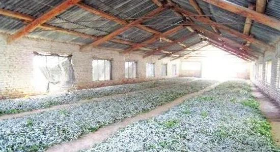 養蠶的方法和步驟介紹