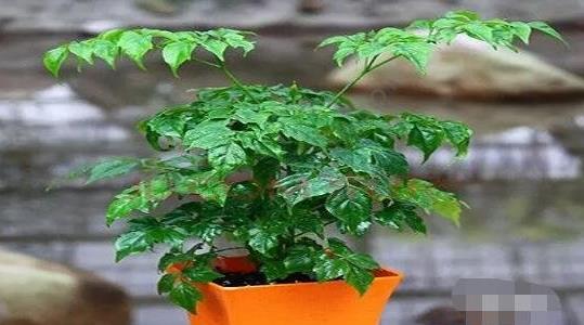 幸福樹(shù)的養殖方法和注意事項