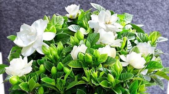 梔子花的養殖方法和注意事項