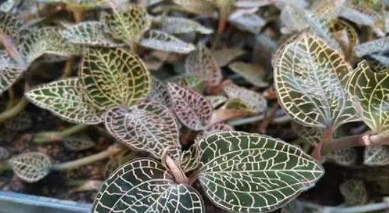 金線(xiàn)蓮種植前景如何