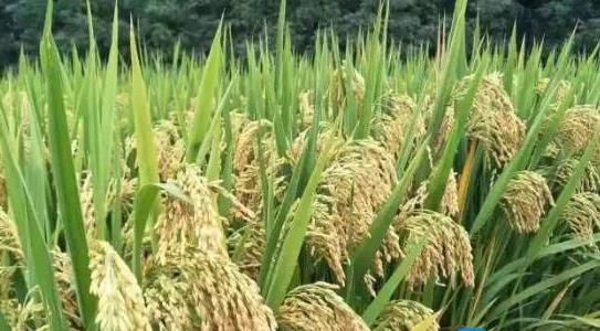 雜交水稻和普通水稻的區別 雜交水稻和普通水稻的區別