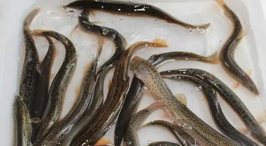 泥鰍養殖的成本利潤