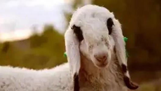 瓦格吉爾羊多少錢(qián)一只為什么那么貴