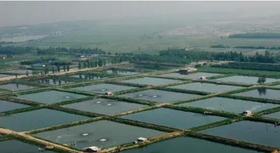 八個(gè)適宜在農村創(chuàng  )業(yè)致富的項目