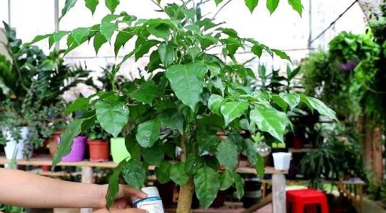 幸福樹(shù)的養殖方法和注意事項