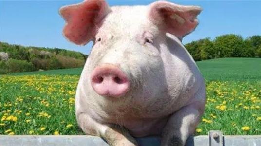 養一頭豬多少錢(qián)