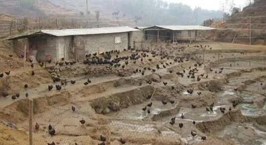 回農村創(chuàng )業(yè)干點(diǎn)什么好 回農村創(chuàng )業(yè)干點(diǎn)什么好