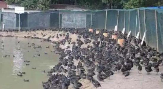 黑水雞養殖是騙局嗎