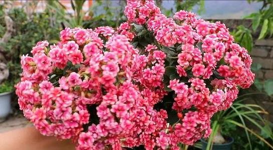 長(cháng)壽花的養殖方法和注意事項