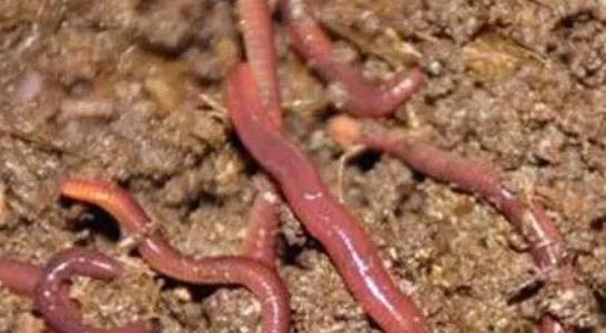 蚯蚓吃什么 蚯蚓吃什么