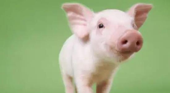 養一頭豬多少錢(qián)