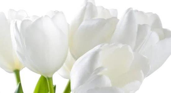 郁金香的種植方法和時(shí)間