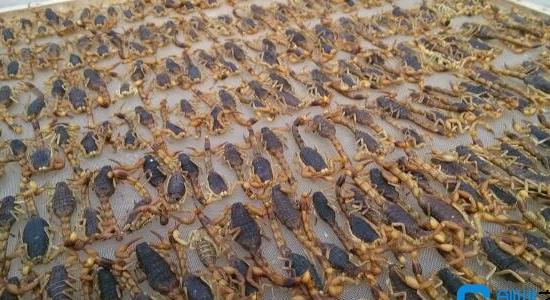 蝎子養殖前景怎么樣