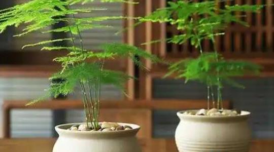 文竹的養殖方法和注意事項