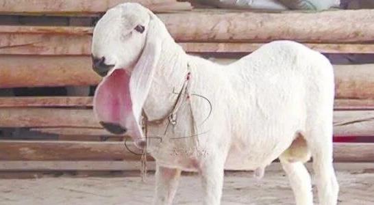 瓦格吉爾羊多少錢(qián)一只為什么那么貴