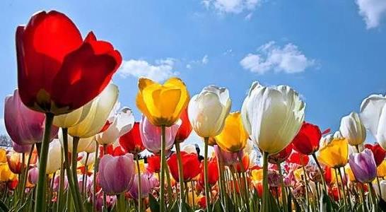 郁金香的種植方法和時(shí)間