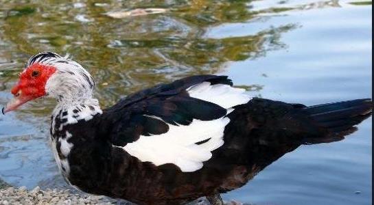 番鴨養殖成本與利潤