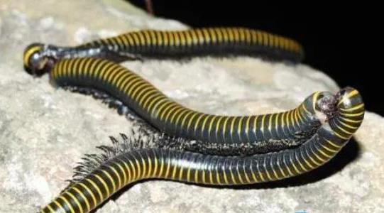 千足蟲(chóng)有人收嗎多少錢(qián)一斤