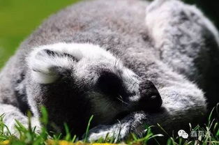 有哪些動(dòng)物睡覺(jué)的方法是什么意思