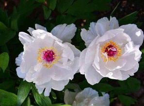 牡丹花的養殖方法和注意事項有哪些