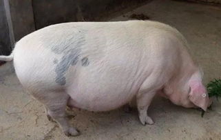 母豬下奶土方法有哪些