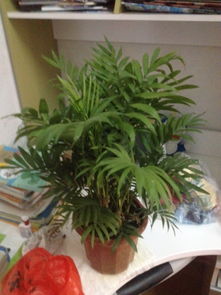 植物鑒定方法有哪些方法有哪些方法有哪些方法