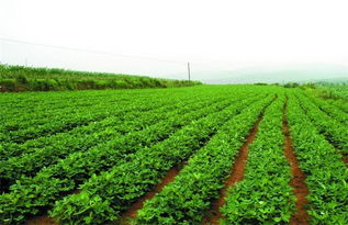 合理灌溉的方法有哪些