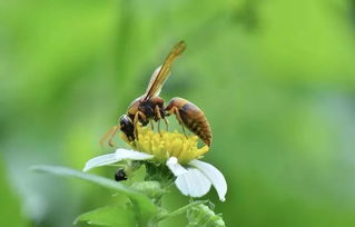 捕獲蜜蜂的方法有哪些