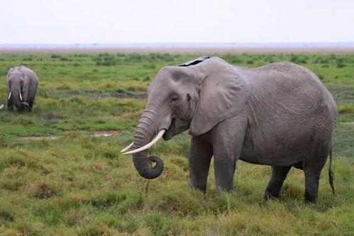 動(dòng)物有哪些特殊睡覺(jué)的方法