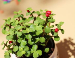 植物種子傳播的方法都有哪些