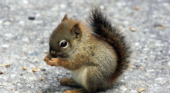 松鼠中運用了哪些說(shuō)明方法