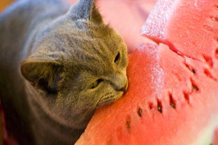 夏天有哪些動(dòng)物必暑必暑方法是什么