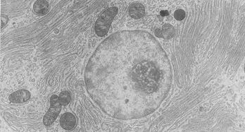五種細胞破碎的方法有哪些