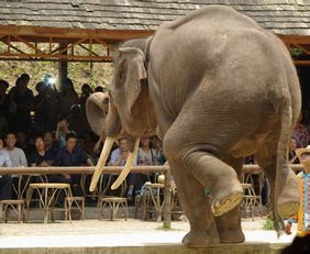 還有哪些方法可以稱(chēng)大象