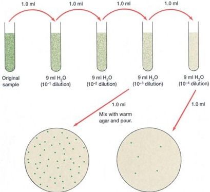 菌計數方法有哪些