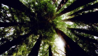 觀(guān)察樹(shù)木時(shí)能使用哪些方法有哪些