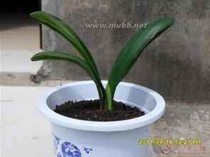 哪些植物有保護自己的方法有哪些6