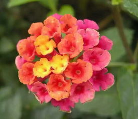 五色梅盆栽修剪有哪些常見(jiàn)方法