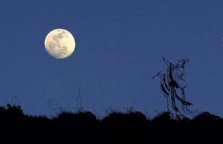 關(guān)于明月的詩(shī)句還有哪些?,含有明月的詩(shī)句有哪些,跟明月有關(guān)的詩(shī)句有哪些