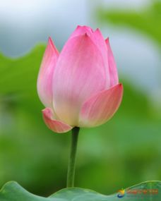 描寫(xiě)蓮蓬的詩(shī)句古詩(shī),古人描寫(xiě)蓮蓬的古詩(shī),描寫(xiě)蓮蓬蓮子的古詩(shī)